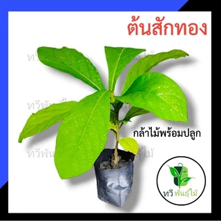 ต้นสักทอง กล้าไม้ป่าไม้เศรษฐกิจ​ สักทอง​ ต้นไม้แข็งแรง พร้อมส่ง เสียหายระหว่างขนส่ง ทางร้านพร้อมรับผิดชอบ