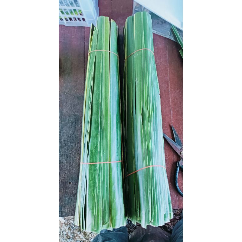 ใบมะพร้าวใช้ห่อขนม รัดขนม 1 กิโล 80 บาทตัดสดส่งจากโคราช