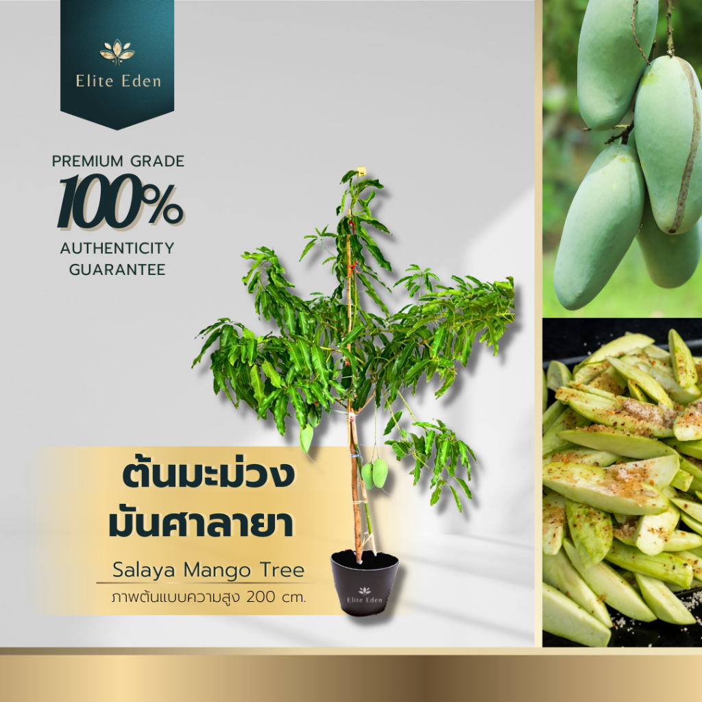 ต้นมะม่วงมันศาลายา สูง 150-200 cm. (ต้นใหญ่) ผลดิบมันกรอบหวานปนเปรี้ยวนิดๆ ผลสุกเนื้อแน่นไม่เละ