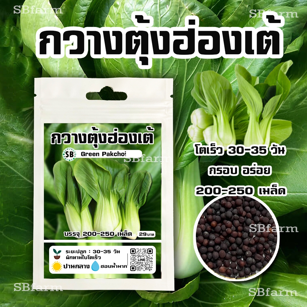 เมล็ดกวางตุ้งฮ่องเต้ // โตเร็ว-กรอบอร่อย 200-250 เมล็ด โปรโมชั่น [ซื้อ 2 แถม 1ซอง]/// SBfarm