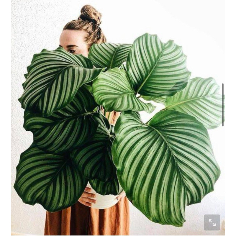 #คล้าใบตอง Orbifilua  คล้าใบตอง ต้นไม้แห่งศิลปะ ถ้าพูดถึงต้น คล้าใบตอง (Calathea Orbifolia) กระถาง5-6นิ้ว