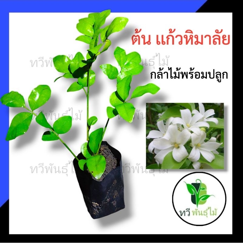 ต้นเเก้วหิมาลัย กล้าไม้พร้อมปลูก ไม้ประดับ Tawee Pantmai เเก้วพวง เเก้วหิมาลัย