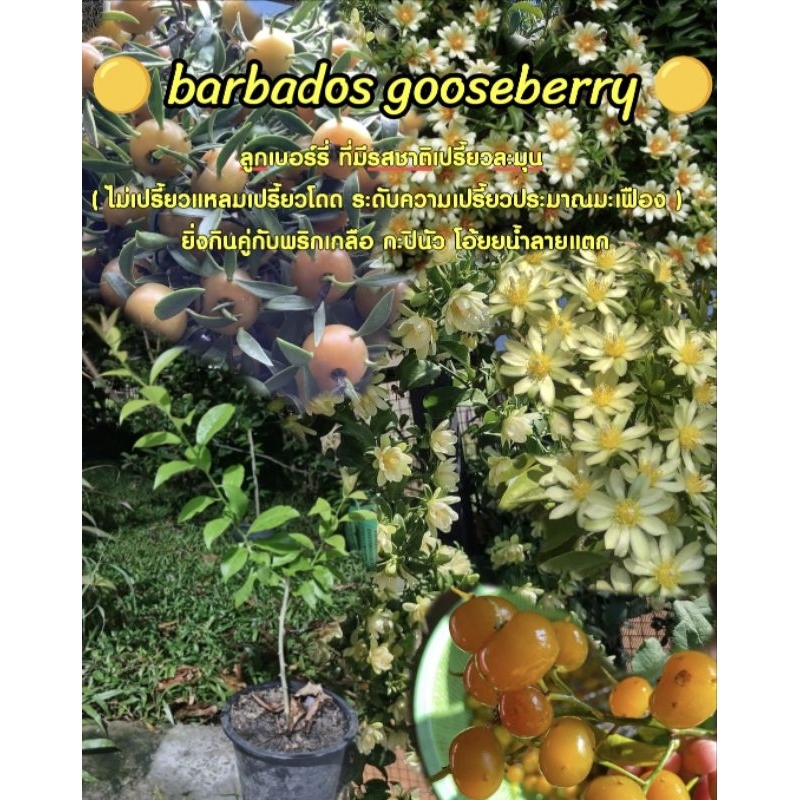 barbados gooseberry ต้นเบอร์รี่ บาร์เบโดส