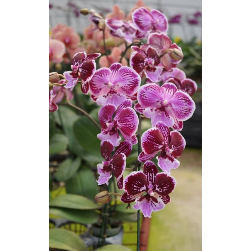 ฟาแลนนอปซิส (Phalaenopsis) my58