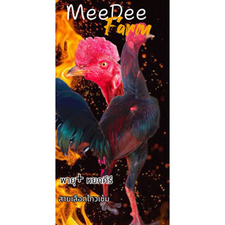 ไข่ไก่ชน สายเลือด โกวเซ้ม เจ้าพายุ + หยกครี