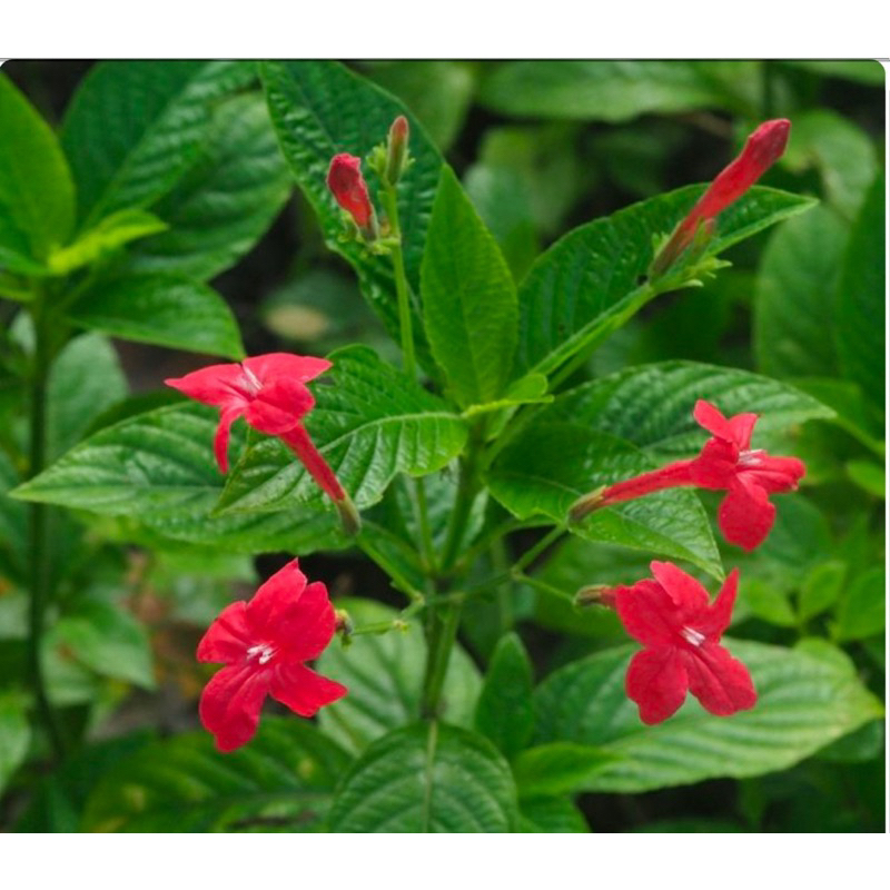 ต้นแดงซีลอน Red ruellia ไม้ดอกสวย Patsorntree