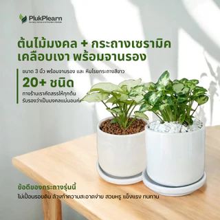 ต้นไม้มงคล เซท พร้อมกระถางเซรามิค เกรด AA วางในบ้านได้ เลี้ยงง่าย มือใหม่หัดเลี้ยง ดูแลง่าย