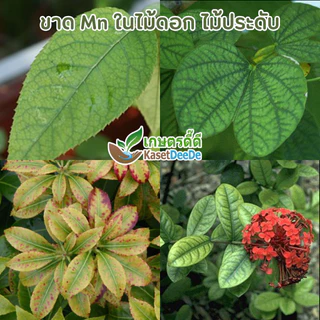 เวสโก้ แมงกานีส 13% Mn-EDTA 50กรัม เสริมและป้องกันการขาดแมงกานีส ธาตุอาหารไฮโดรโปนิกส์ ดูดซึมง่าย