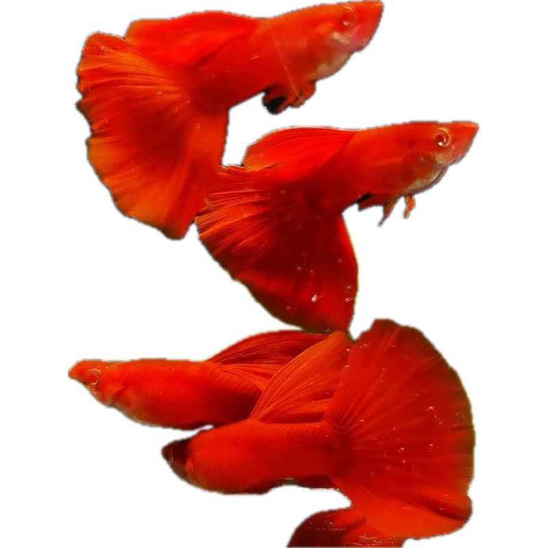 ปลาหางนกยูงสายพันธุ์ albino full red 1คู่ ผู้ เมีย