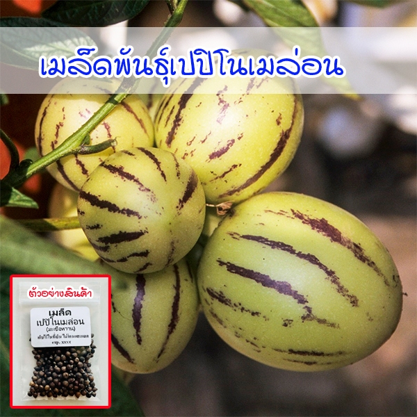 เมล็ดพันธุ์เปปิโนเมล่อน Pepino Melon 20-50 เมล็ด หวานฉ่ำ ปลูกง่าย (ซื้อ 10 แถม 1 คละได้)
