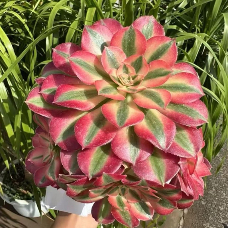 🥰Aeonium Pink Witch💕 #ต้นจริงที่ขาย นางสวยมว๊ากกก    {{ขนาดต้นสูงประมาณ 5-6” }}   ‼️ขึ้นโขด