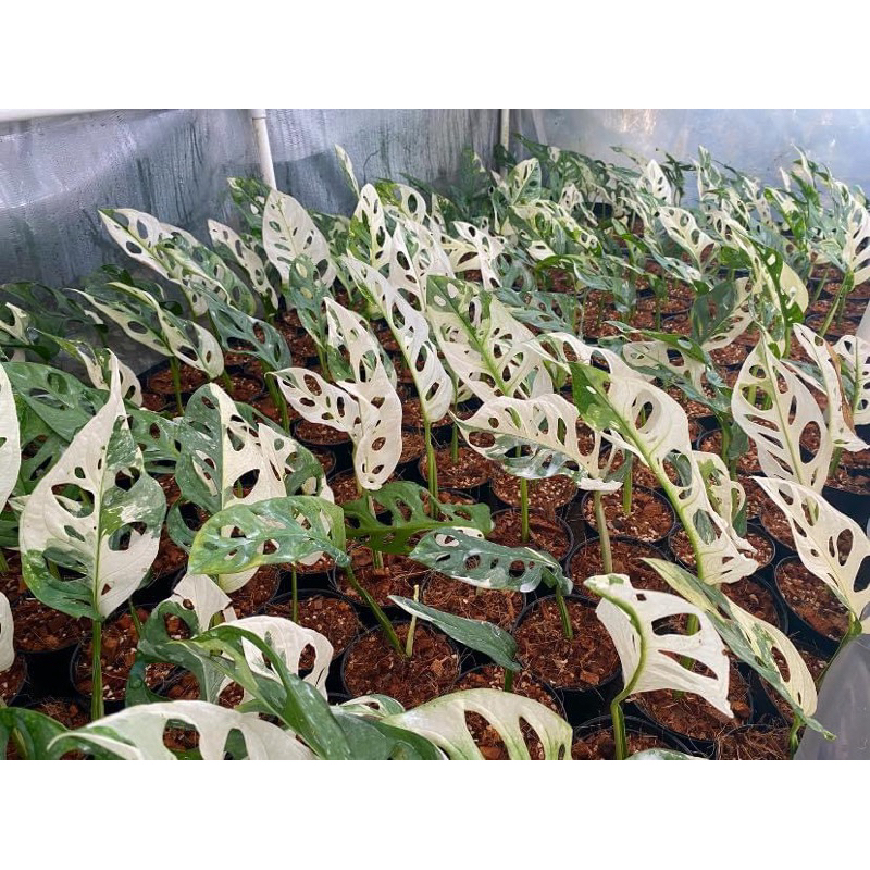 Monstera adansonii albo พลูฉลุด่างขาว ราคาถูก
