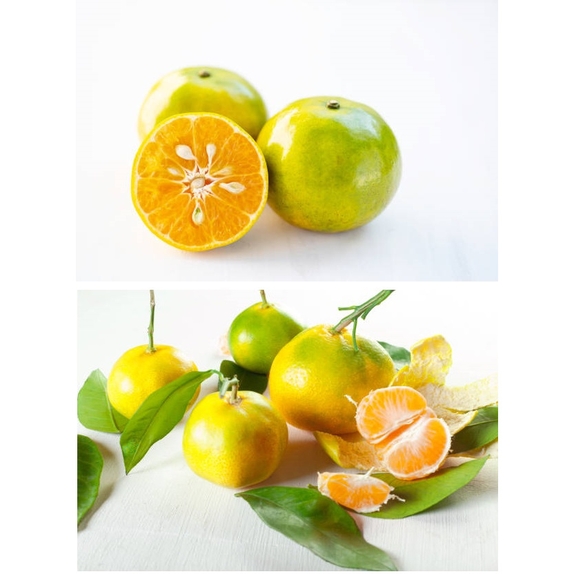 ส้มโชกุน ส้มโชกุนสด(คัดเกรด+มีส่งด่วน) ส้มสด น้ำส้มคั้นสด น้ำส้มคั้น