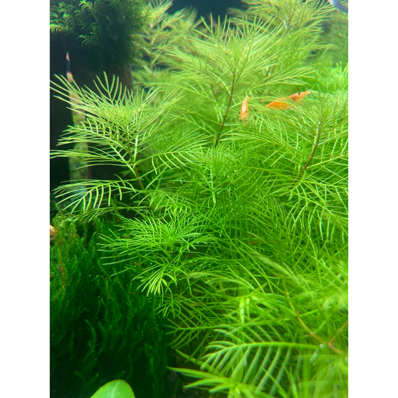 ขนนกเขียวญี่ปุ่น Myriophyllum Mattogrossense