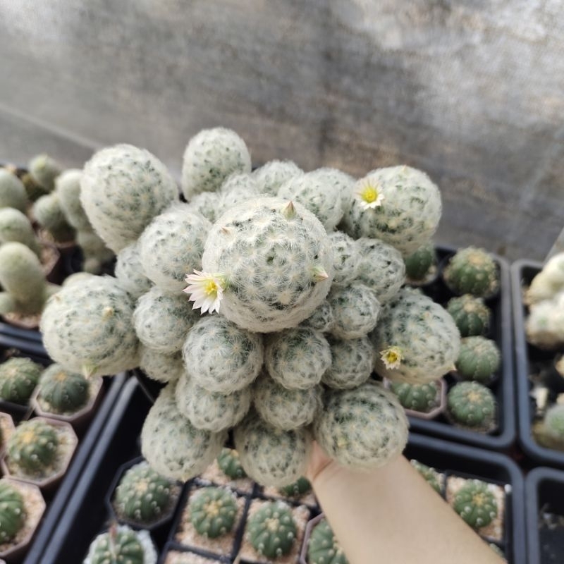 แมมขนนกขาวญี่ปุ่น ฟอร์มกอ Mammillaria plumosa ดอกสีชมพู