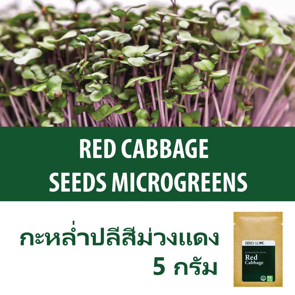 ( ปริมาณทดลองปลูกค่ะ ) เมล็ดไมโครกรีน กะหล่ำม่วงแดง 5 กรัม Red Cabbage Microgreens seeds 5 g.