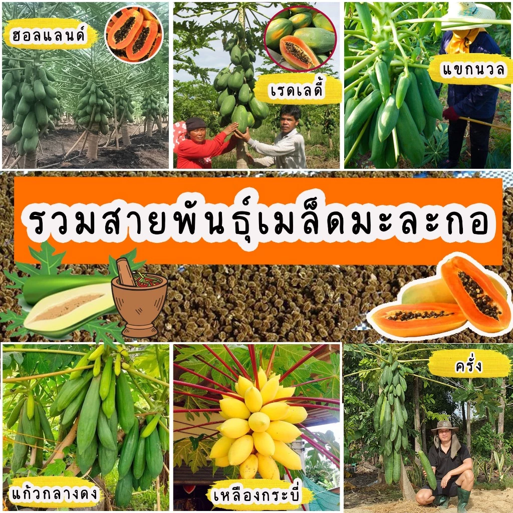 เมล็ดมะละกอ สายพันธุ์แท้ มีให้เลือกหลากหลายสายพันธุ์ บรรจุ 30-40 เมล็ด