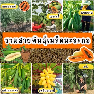 เมล็ดมะละกอ สายพันธุ์แท้ มีให้เลือกหลากหลายสายพันธุ์ บรรจุ 30-40 เมล็ด