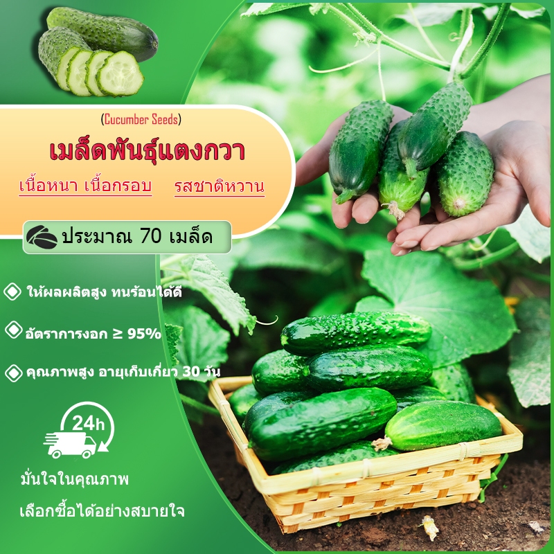 70 เมล็ด เมล็ดพันธุ์ แตงกวาลูกดกไร้ค้าง งอกง่ายโตไวผลดกผลสีเขียวเข้มไส้เล็กเนื้อหนา หวาน ผลยาว 15ซม.