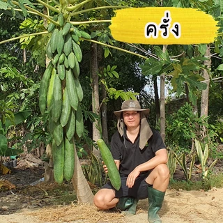 เมล็ดมะละกอ สายพันธุ์แท้ มีให้เลือกหลากหลายสายพันธุ์ บรรจุ 30-40 เมล็ด