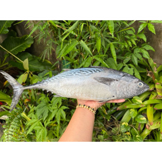 ปลาท่องโอ (ลาย) สด จากทะเลอ่าวไทย