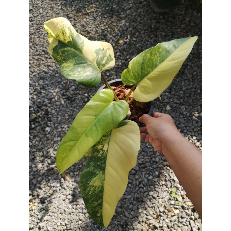 philodendrondomesticumvariegata ฟิโลเดนดรอนโดเมสติคัม
