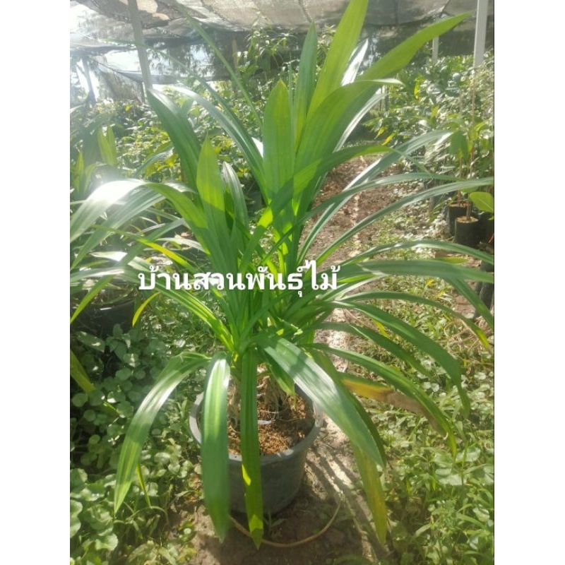 ต้นเตยหอม ต้นสูง 70-80 ซม. กระถาง 10 นิ้ว