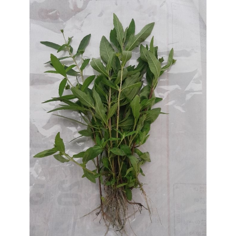 ต้นกะเม็ง มีรากพร้อมปลูก(รากเปลื่อย)ราคาต่อต้น เก็บใหมทุกออร์เดอร์