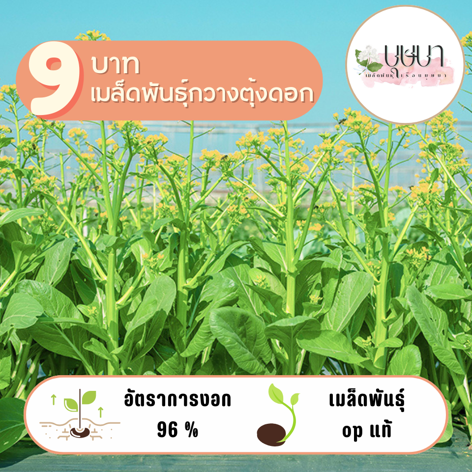 เมล็ดพันธุ์กวางตุ้งดอก 1,000 เมล็ด 9 บาท