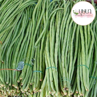 เมล็ดพันธุ์ถั่วฝักยาว 20 เมล็ด 9 บาท