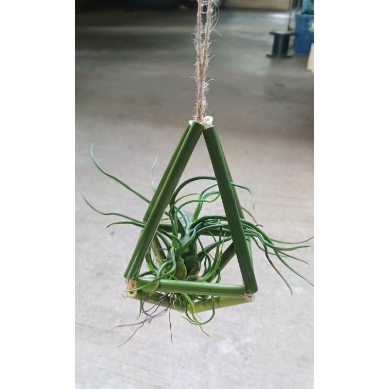 Tillandsia bulbosa bamboo hanging