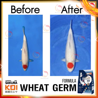🔥🆓[ฟรี 125g.]ในถุงตามตัวเลือก❗ อาหารปลาคาร์ฟ SAKURA KOI 1.25 kg. มี 6 สูตร