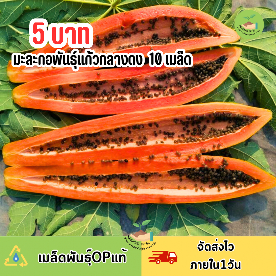 ราคาถูกที่สุด เมล็ดมะละกอแก้วกลางดง 10 เมล็ด