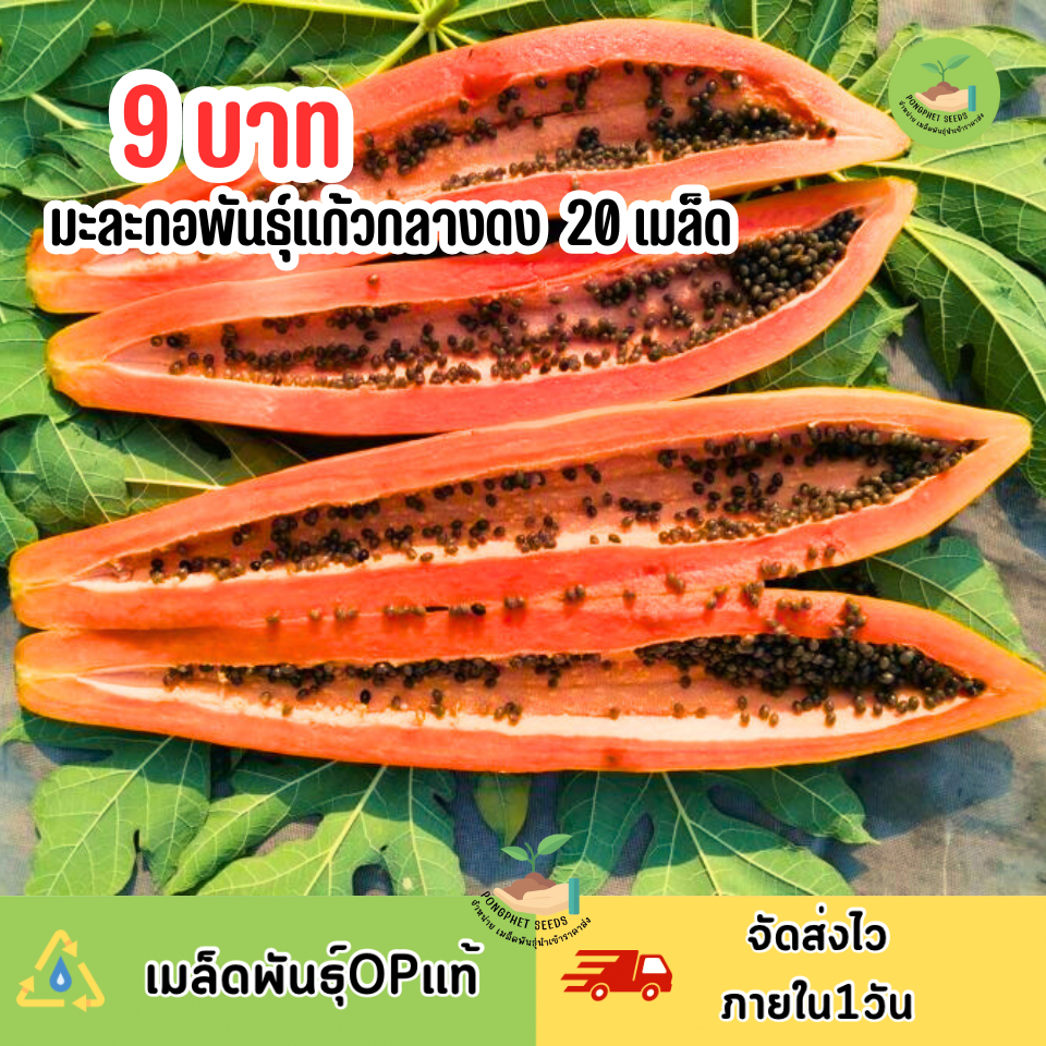 9บาท เมล็ดมะละกอแก้วกลางดง 20 เมล็ด