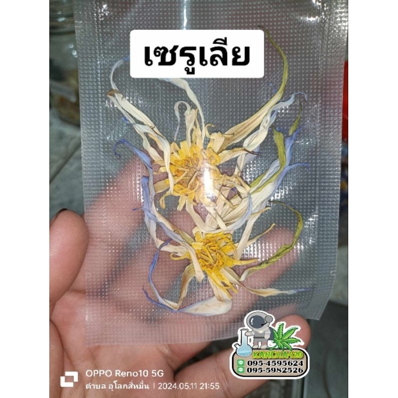 บัวเซรูเรีย1กรัมและ5กรัมคละไซร้(1กรัมได้2-3ดอกขึ้นอยุ่กับขนาดดอก)ใช้ชงชาเพื่อสุขภาพได้