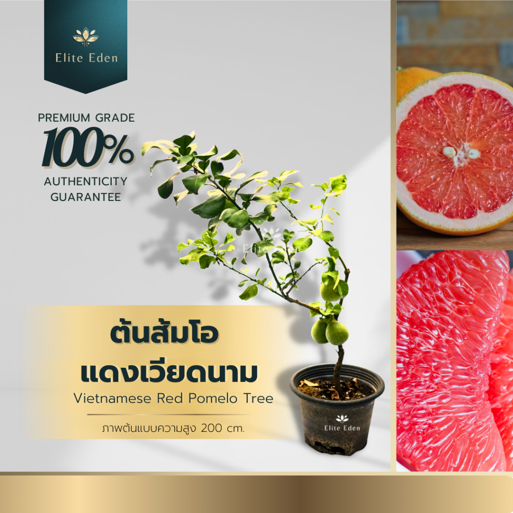ต้นส้มโอแดงเวียดนาม ความสูง 150-200 cm. (ต้นใหญ่) รสหวานกรอบ อร่อยมาก ติดผลดกเป็นพวงปีละครั้ง
