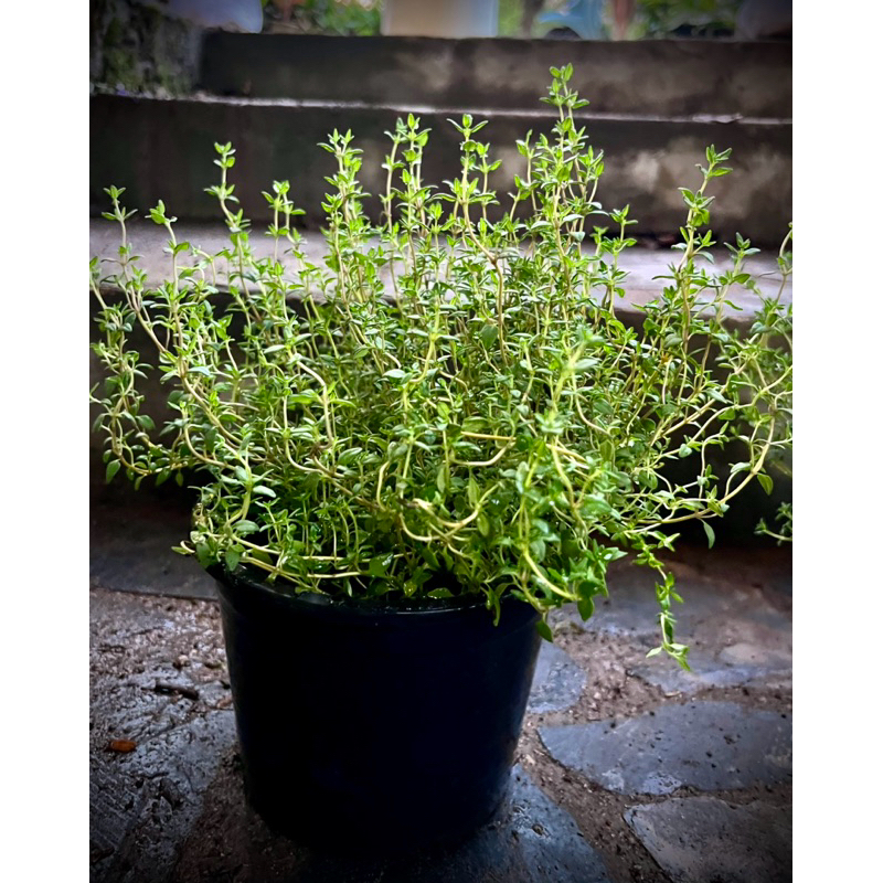 เลมอนไทม์ Lemon Thyme or Citrus Thyme ใบไทม์ที่มีกลิ่นคล้ายเลมอนหรือพืชตระกูลซิตรัส ผสมไทม์ หรือมีกลิ่นคล้ายตะไคร้อ่อนๆ