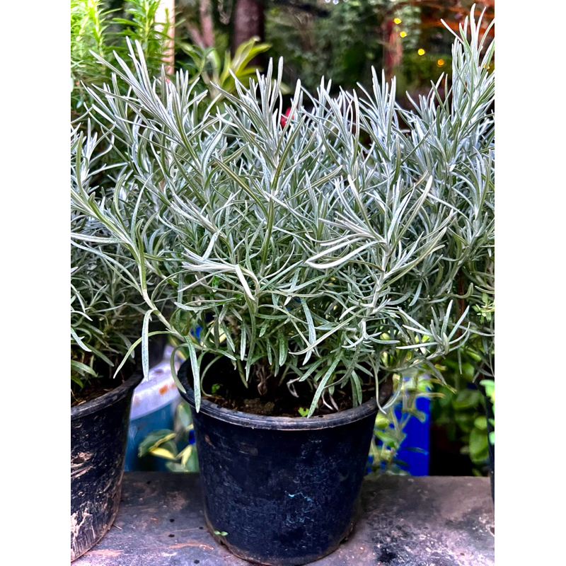 Curry Plant ต้นคูลลิ่ง โรสแมรี่สีขาว สมุนไพรฝรั่ง Helichrysum italicum (เฮลิไครซัม อิทัลลิคัม) กระถาง8นิ้ว