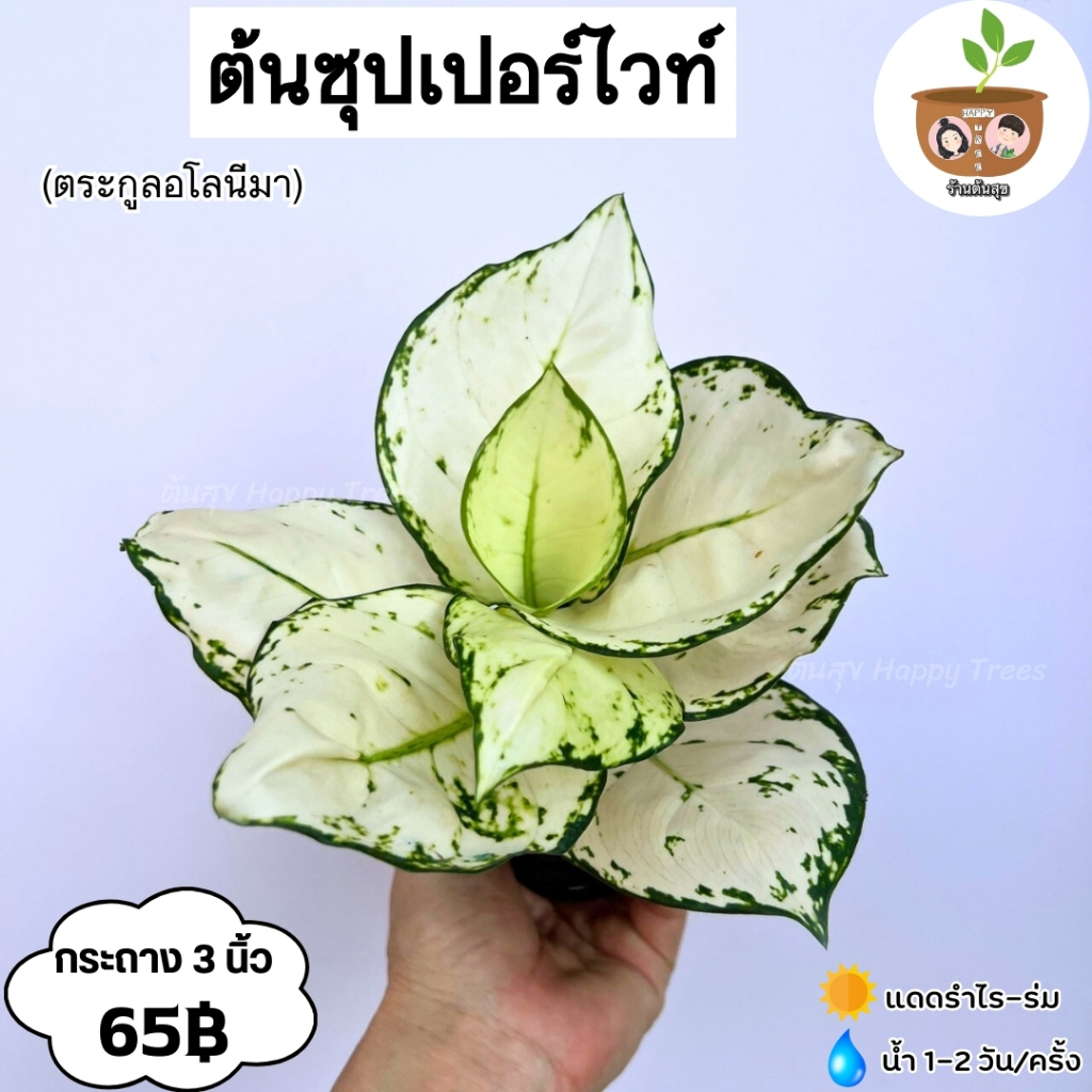 ต้นซุปเปอร์ไวท์ จัดส่ง 2 ต้นขึ้นไป คละแบบได้