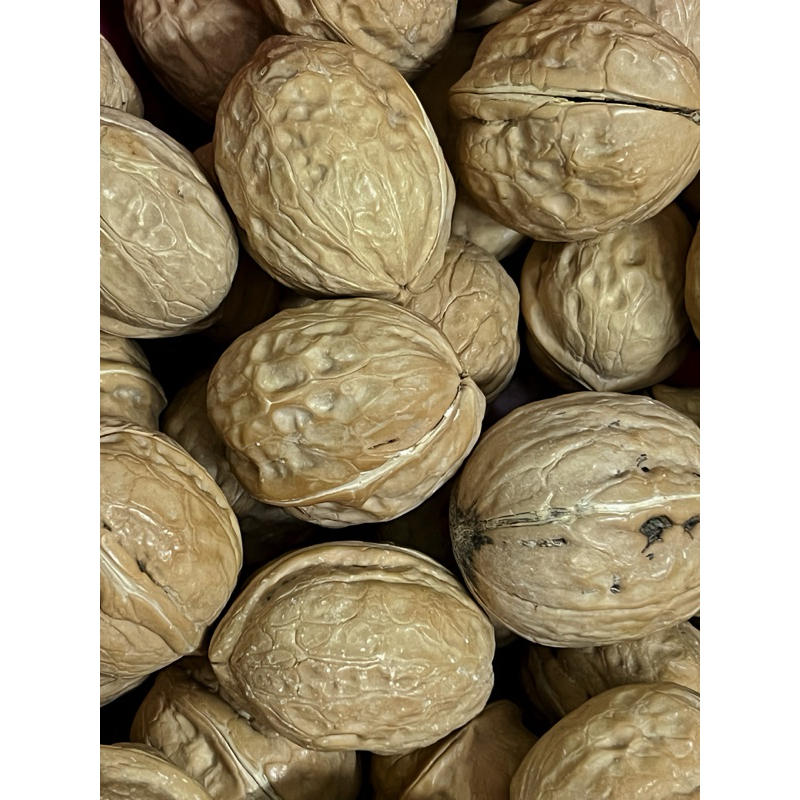 ลูกวอลนัท วอลนัท สำหรับนกแก้ว กระรอก และสัตว์ฟันแทะ ส่งไว!