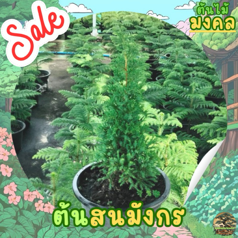 [พร้อมส่ง] สนมังกร (Juniperus chinensis) ขนาด 45-60ซม (ราคาต่อ 1 ต้น)