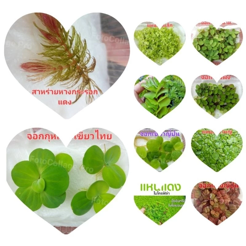 ชุดเซตจอกแหนจอกแดงญี่ปุ่นจอกเขียวอเมซอนแหนแดงไมโครฟิลล่าจอกใบมะขามแหนเป็ดเล็กใหญ่จัดชุด