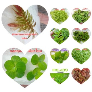 ชุดเซตจอกแหนจอกแดงญี่ปุ่นจอกเขียวอเมซอนแหนแดงไมโครฟิลล่าจอกใ…