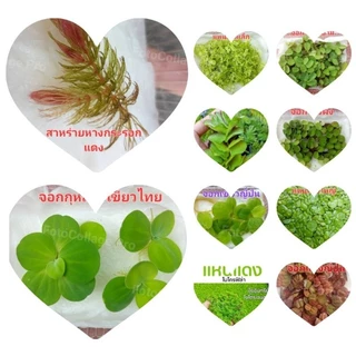 ชุดเซตจอกแหนจอกแดงญี่ปุ่นจอกเขียวอเมซอนแหนแดงไมโครฟิลล่าจอกใบมะขามแหนเป็ดเล็กใหญ่จัดชุด