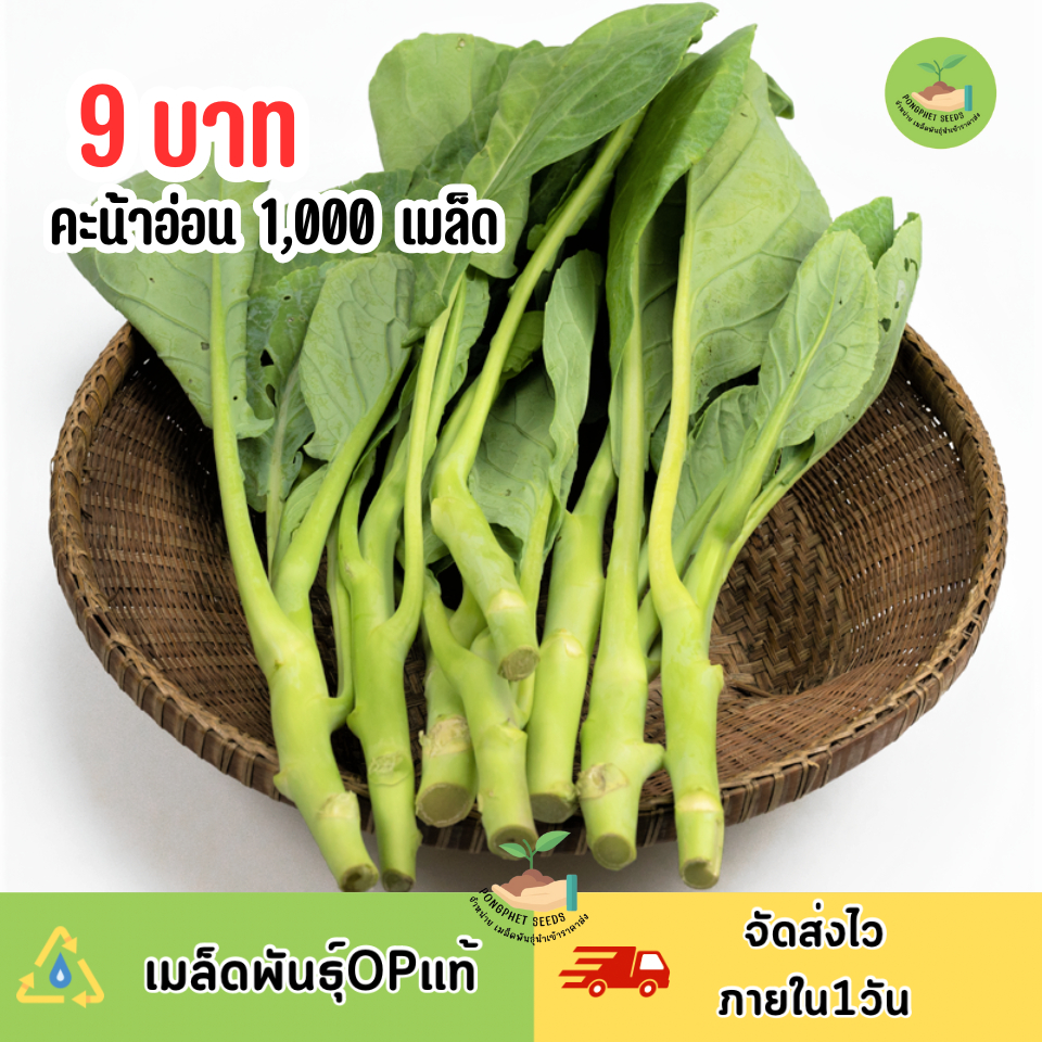 9บาท คะน้ายอด 1,000 เมล็ด