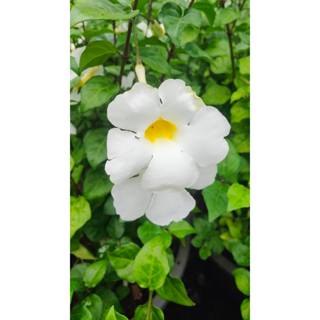 ช้องนางสีขาว ดอกสวยเลี้ยงง่าย กระถาง 11 นิ้ว (กทม)