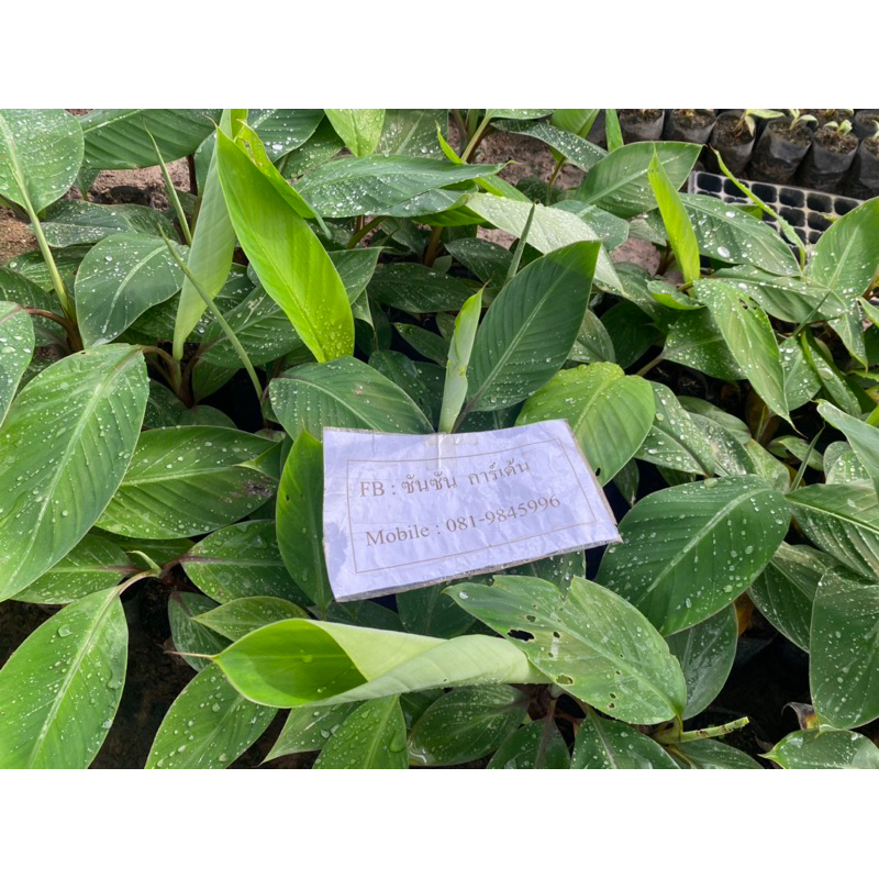 🌿ต้นกล้วยนาก🌿 อายุ 2 เดือน (จำนวน 2 ต้น)📌รับประกันความเสียหายจากการขนส่ง