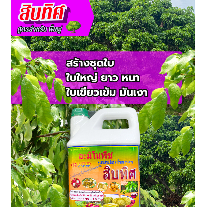 สิบทิศ “สูตร X2 พลัง” ฉีดพ่นทางใบ สูตรสำเร็จสำหรับ “พืชผักผลไม้ทุกชนิด” ลดการใช้ปุ๋ยเคมี พืชสมบูรณ์ โตไว