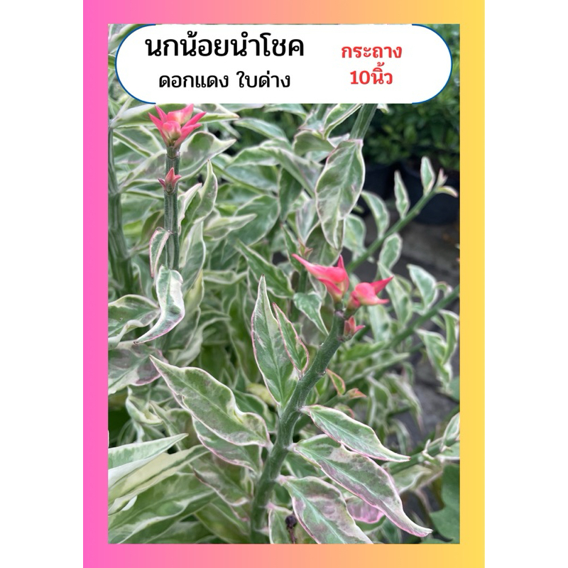 นกน้อยนำโชค นกน้อยด่าง นกแดง ทนแดด กระถาง10นิ้ว