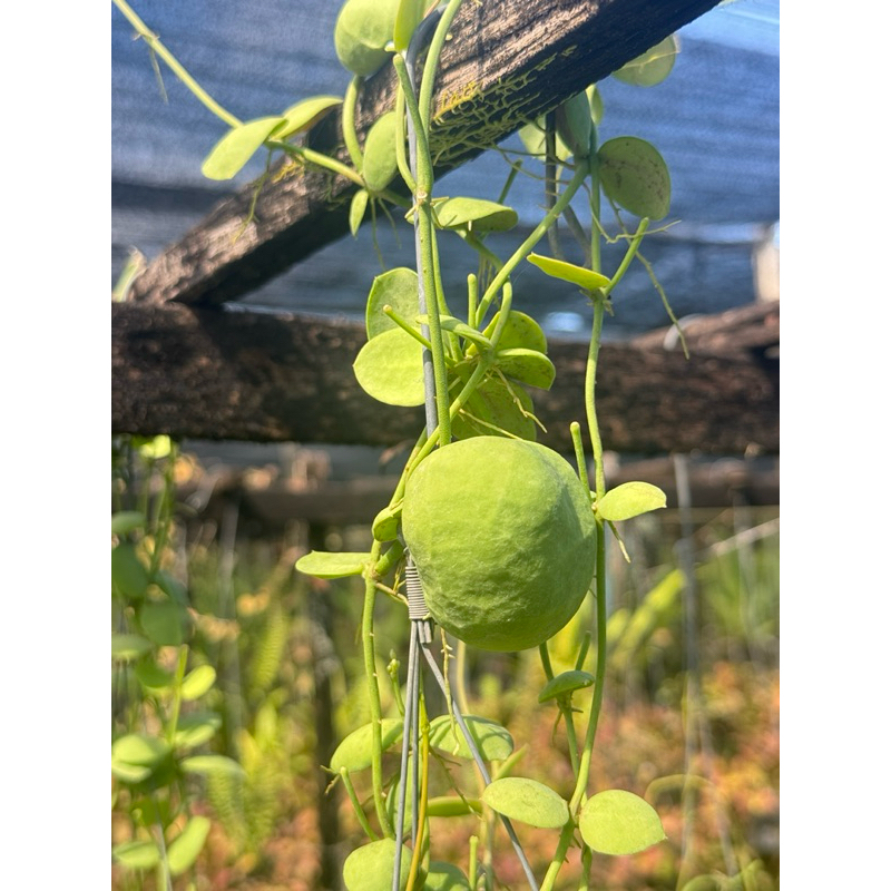 มุมมอง 6